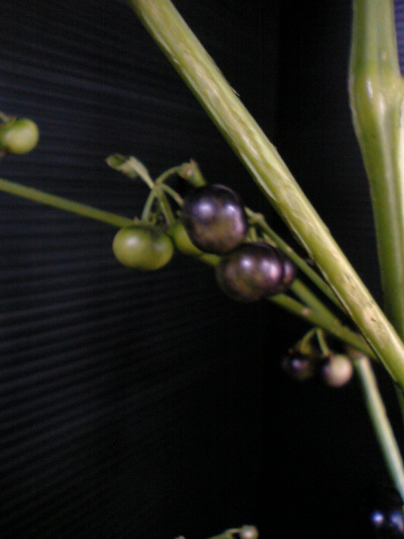 ubNp[ECapsicum annuumEBlack Pearl