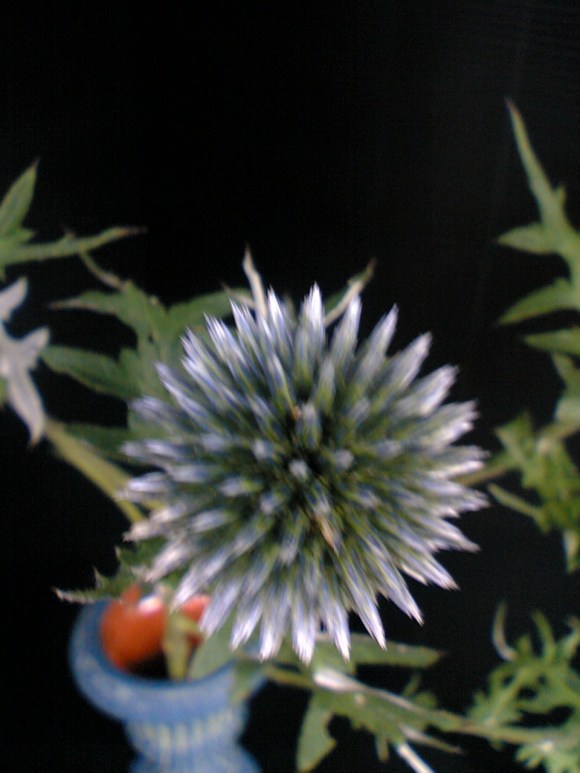 ^}AU~EڗHEEchinopsEglobe thistle