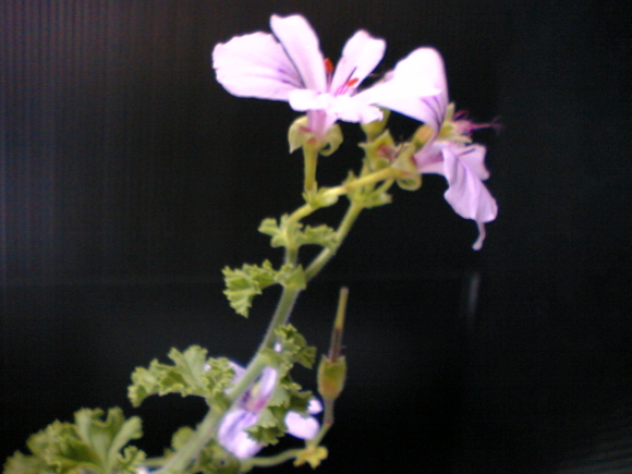 Zebh[j[ELemon Scented Geranium