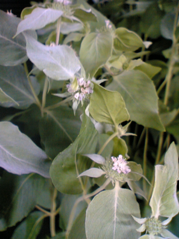 }Ee~gEPycnanthemummuticumEcluster mountain mint