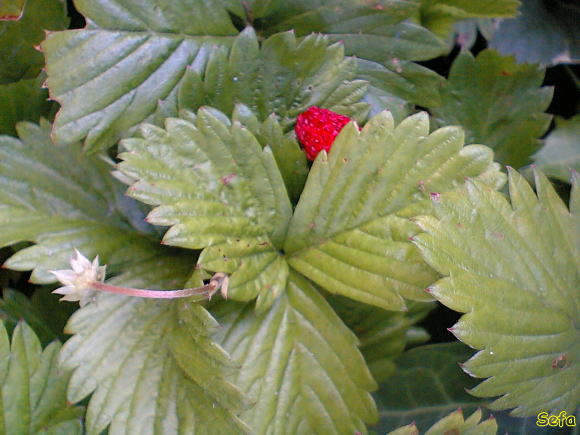 ワイルドストロベリー・Wild Strawberry・エゾへビイチゴ