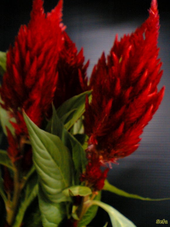 QCgE@Celosia cristata, Feather cockscomb